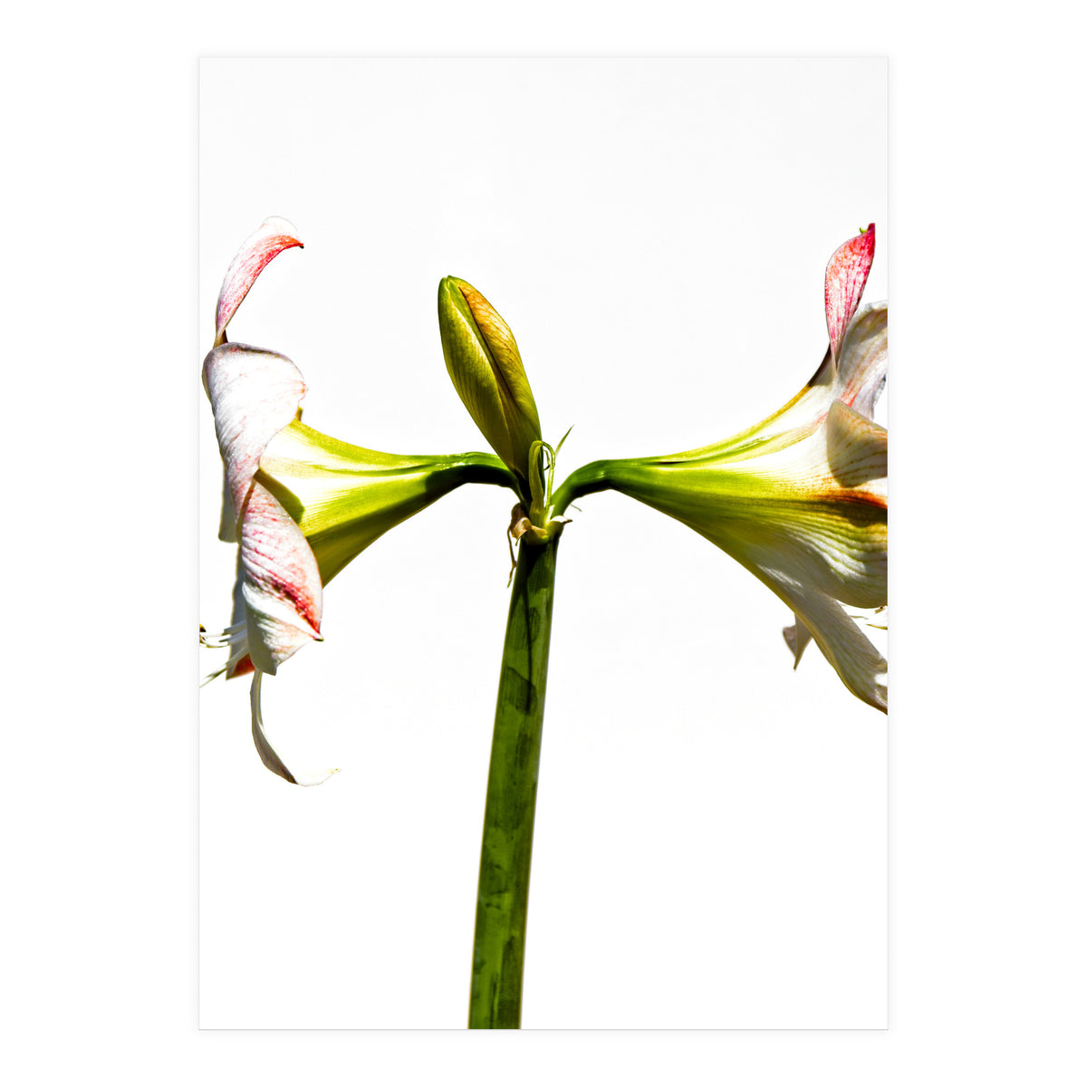 Amaryllis 3 (Print Only)