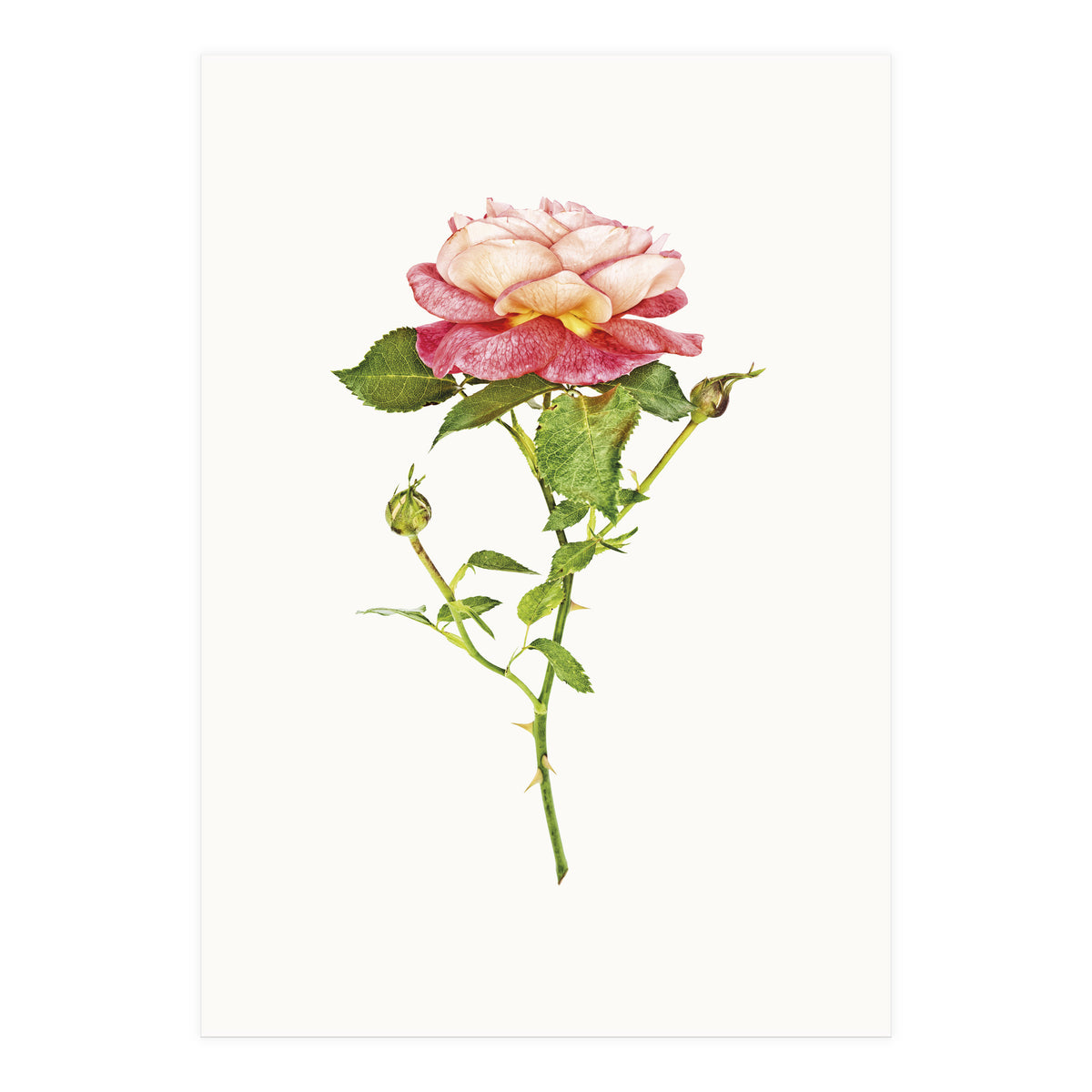 Cc Roses 03 (Print Only)