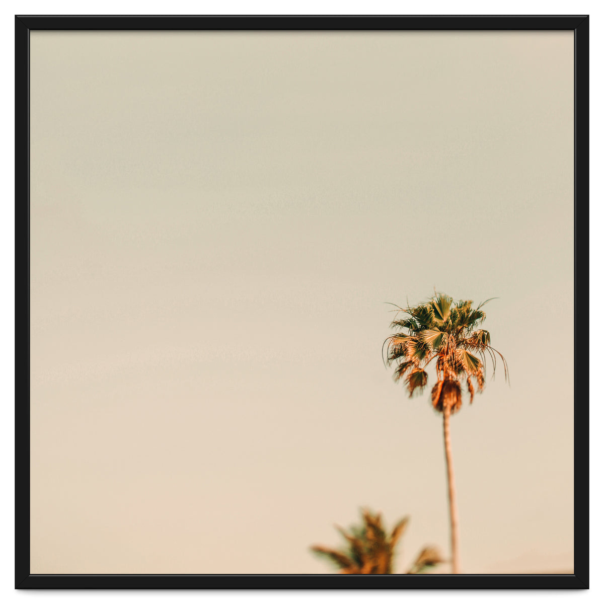 Minimal Palms