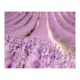 Lavender Happiness (Print Only) thumbnail