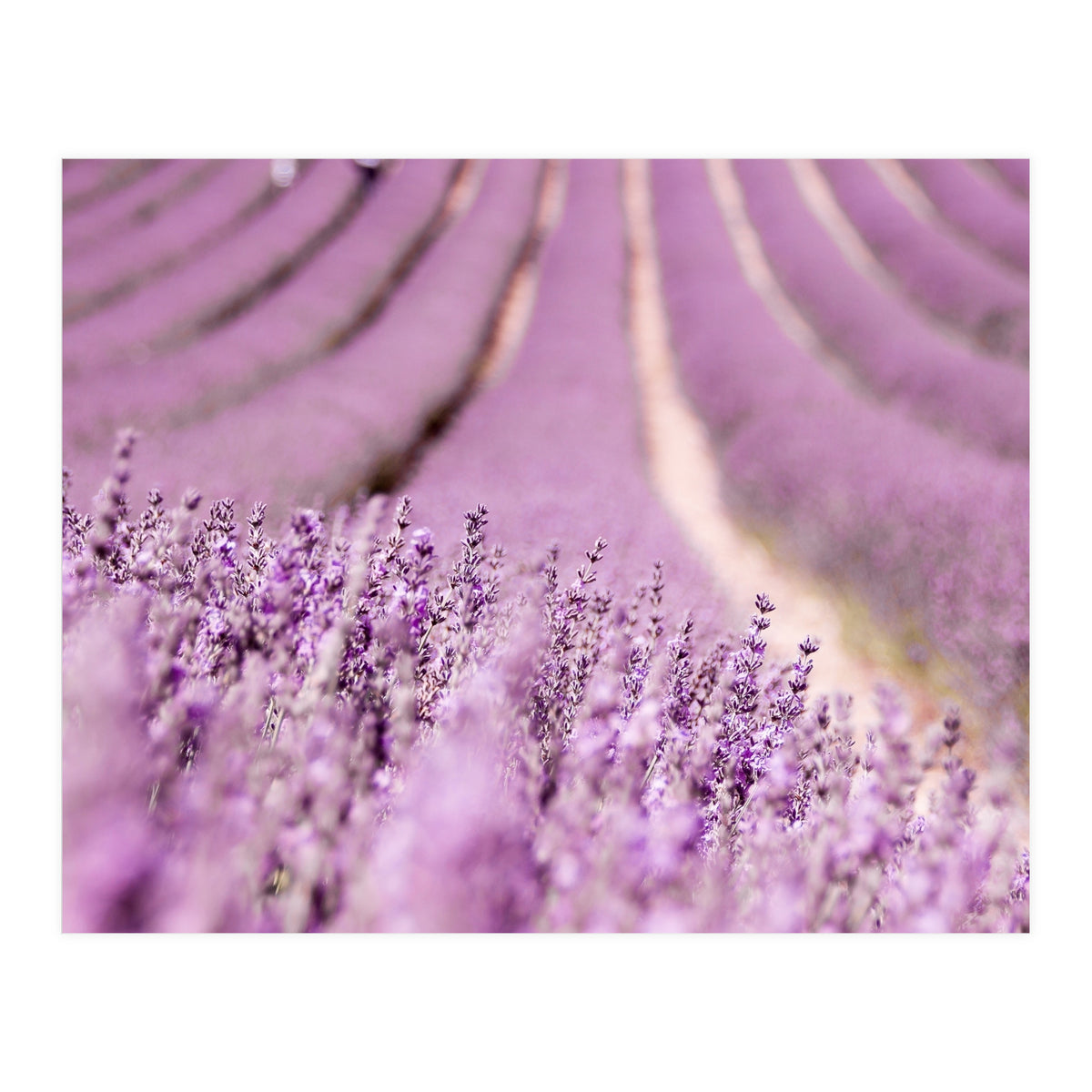 Lavender Happiness (Print Only)
