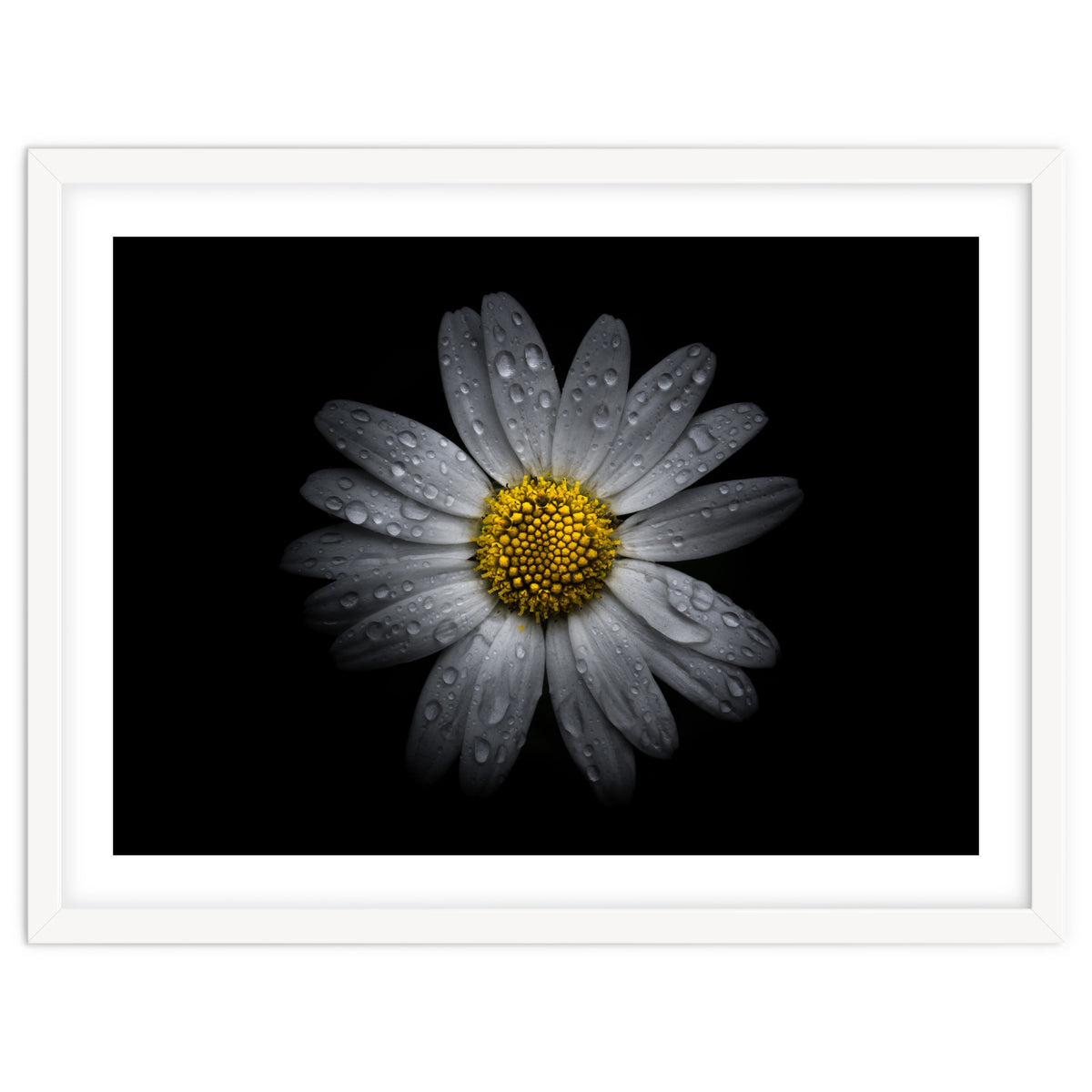 Backyard Flowers No 16 Color Version