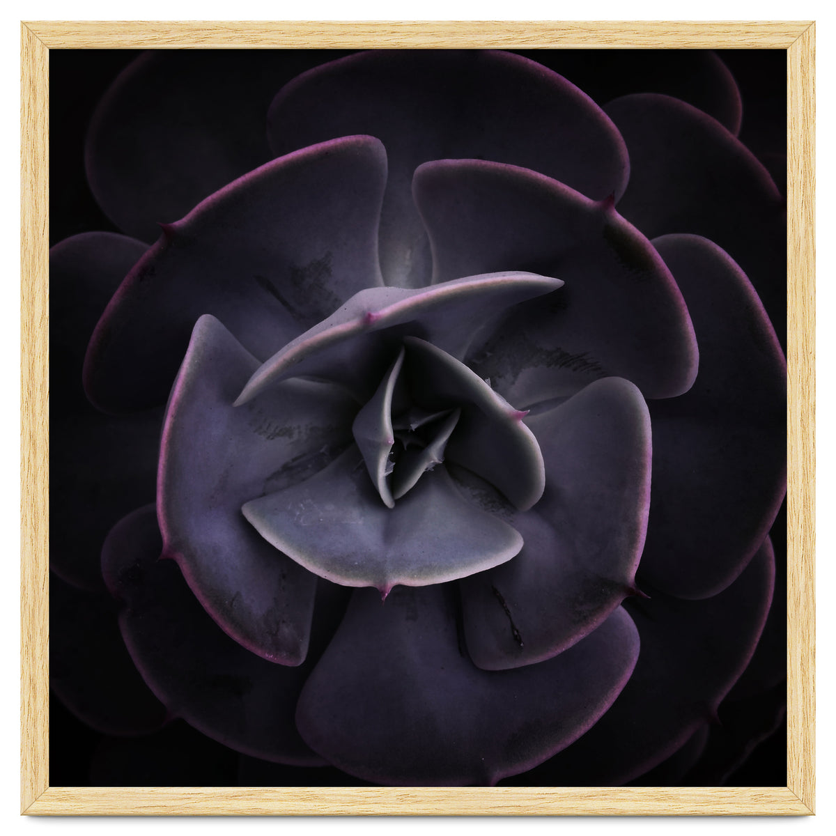 DARKSIDE OF SUCCULENTS VIII