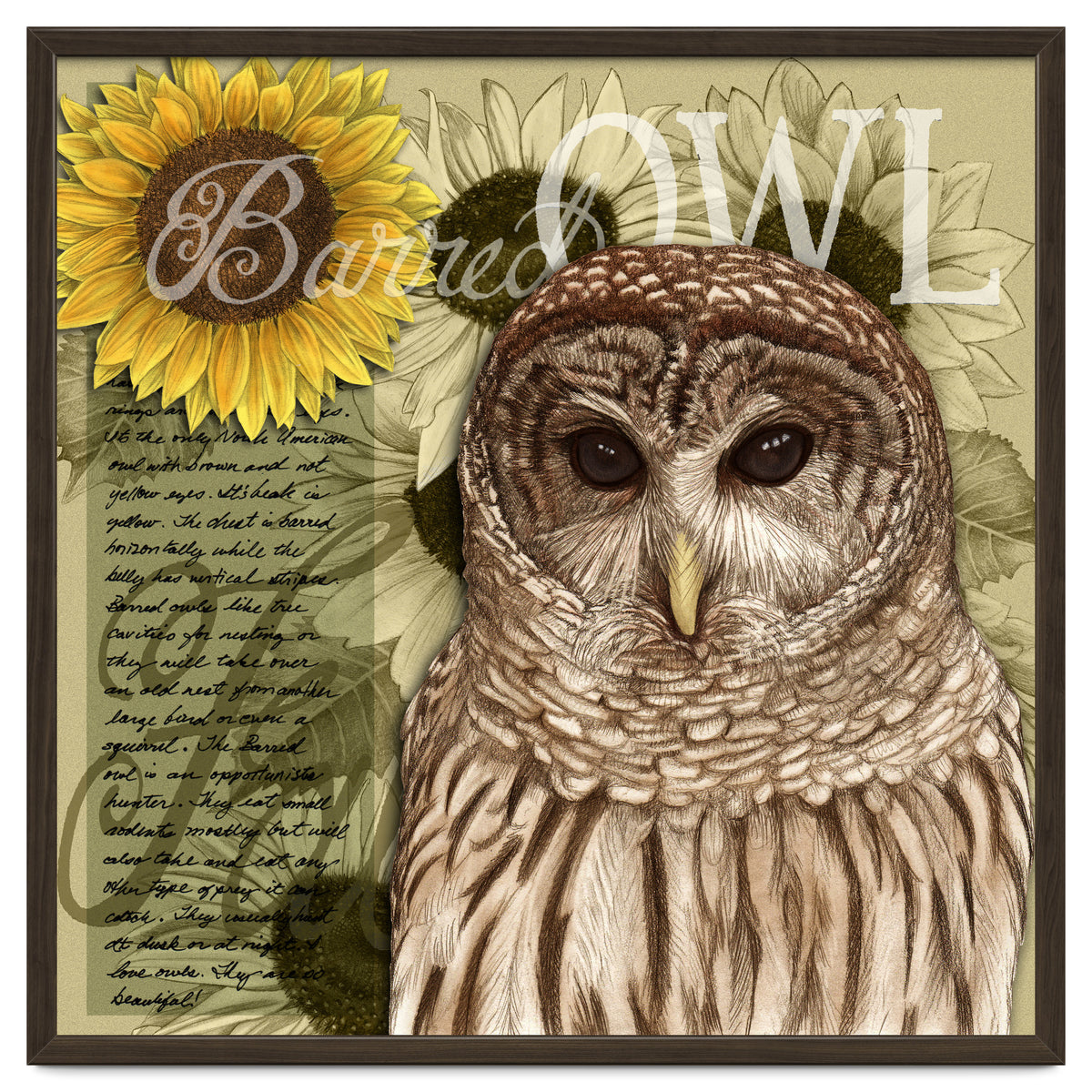 Sunflowers and Barred Owl