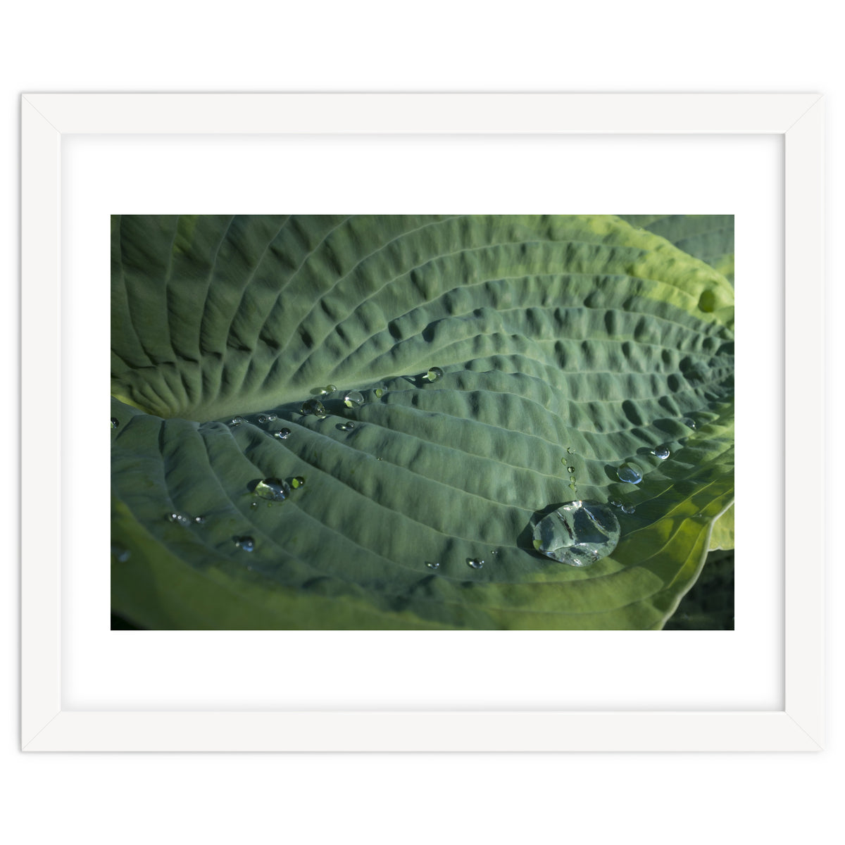 Hosta With Raindrops