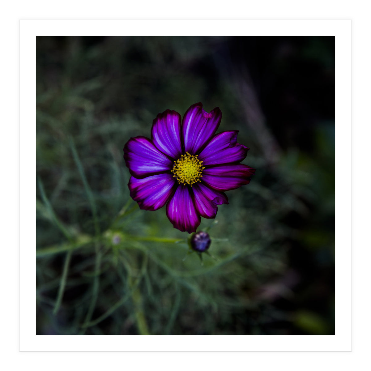 Floral autumn (Print Only)