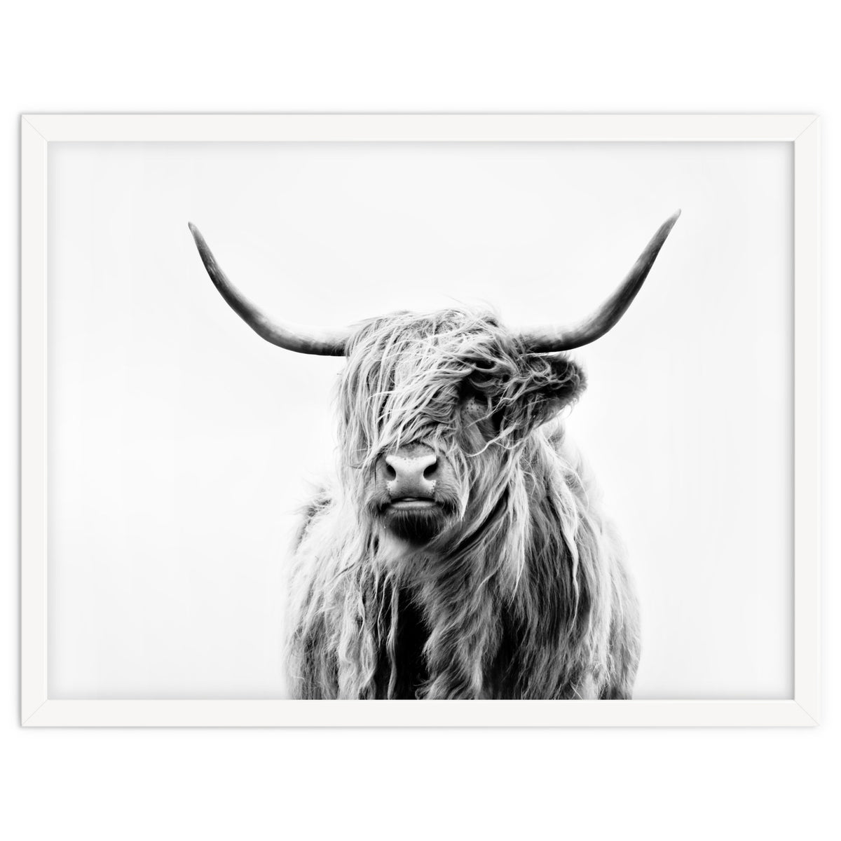 Portrait of a Highland Cow II