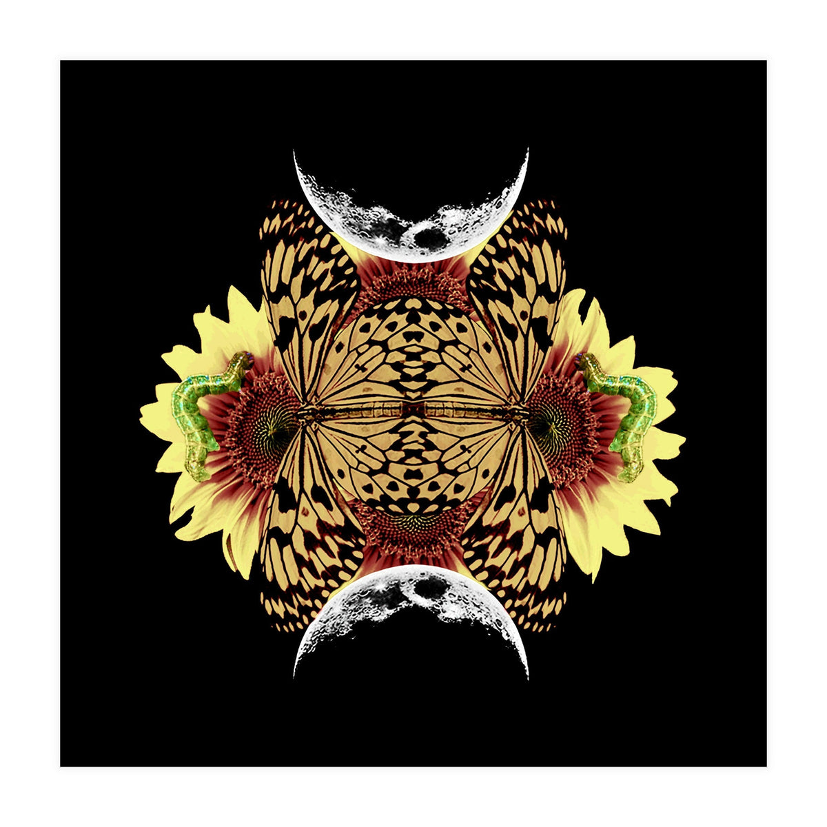 Metamorphosis (Print Only)