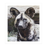 African Painted Dog II (Print Only) thumbnail