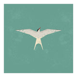 Arctic Tern (Print Only) thumbnail