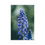 Blue Bells (Print Only) thumbnail