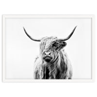 Portrait of a Highland Cow II