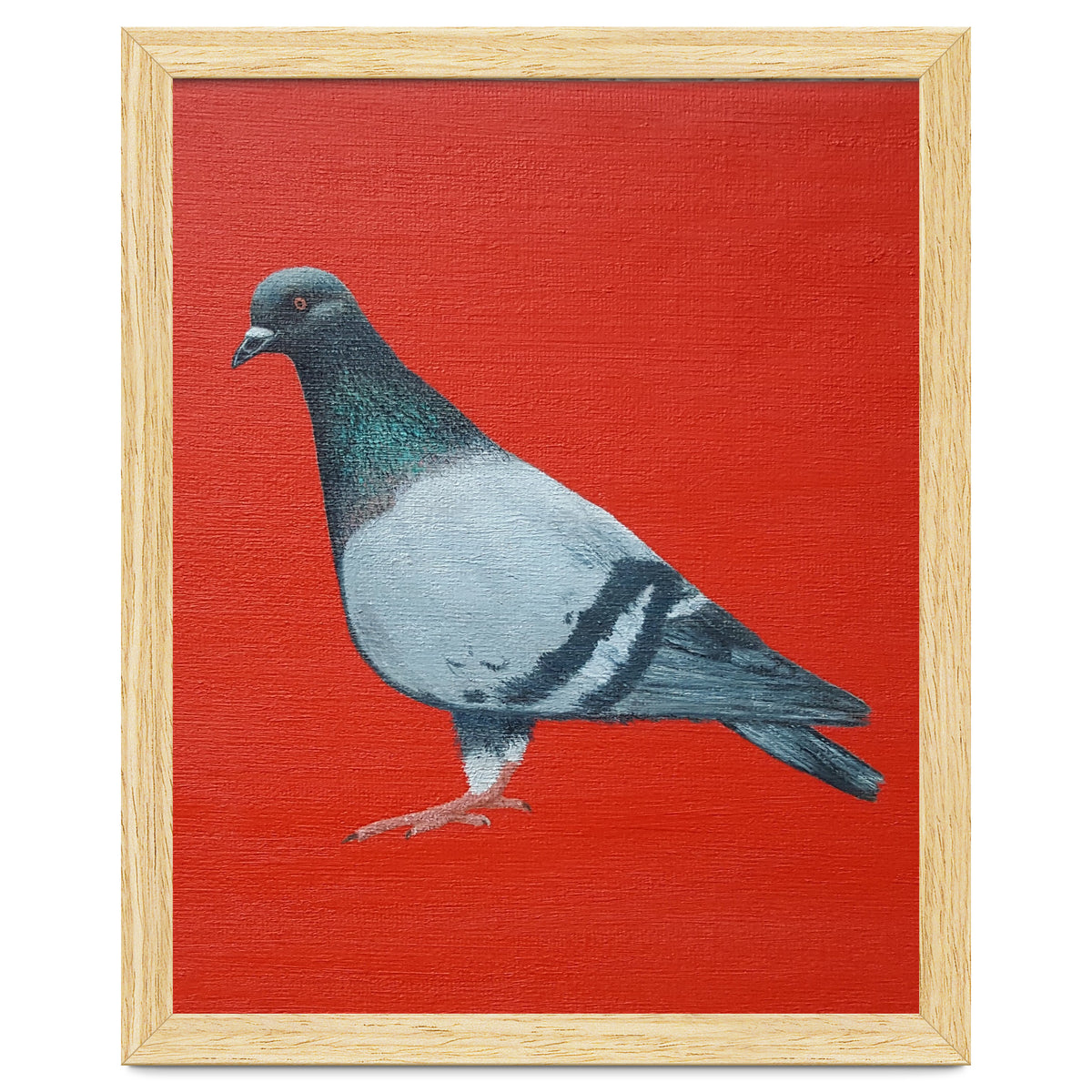Pigeon