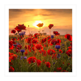 Poppies (Print Only) thumbnail