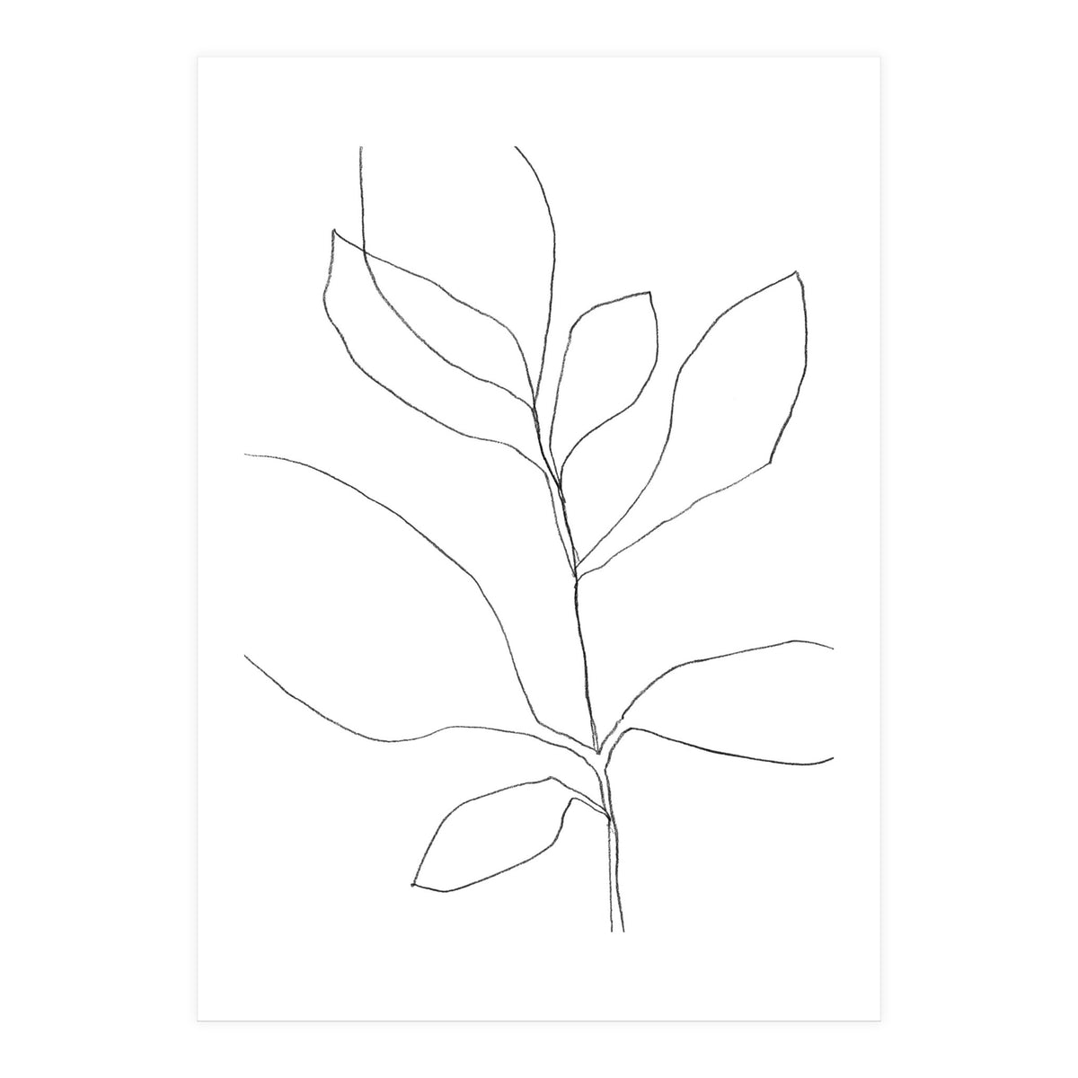 Seven Leaf Plant (Print Only)