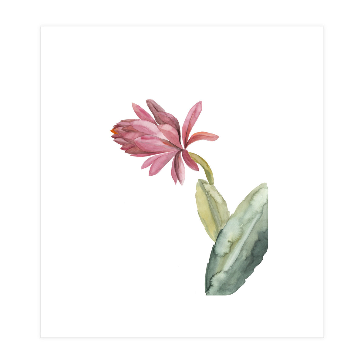Botanical Illustration Pink Cactus Flower (Print Only)