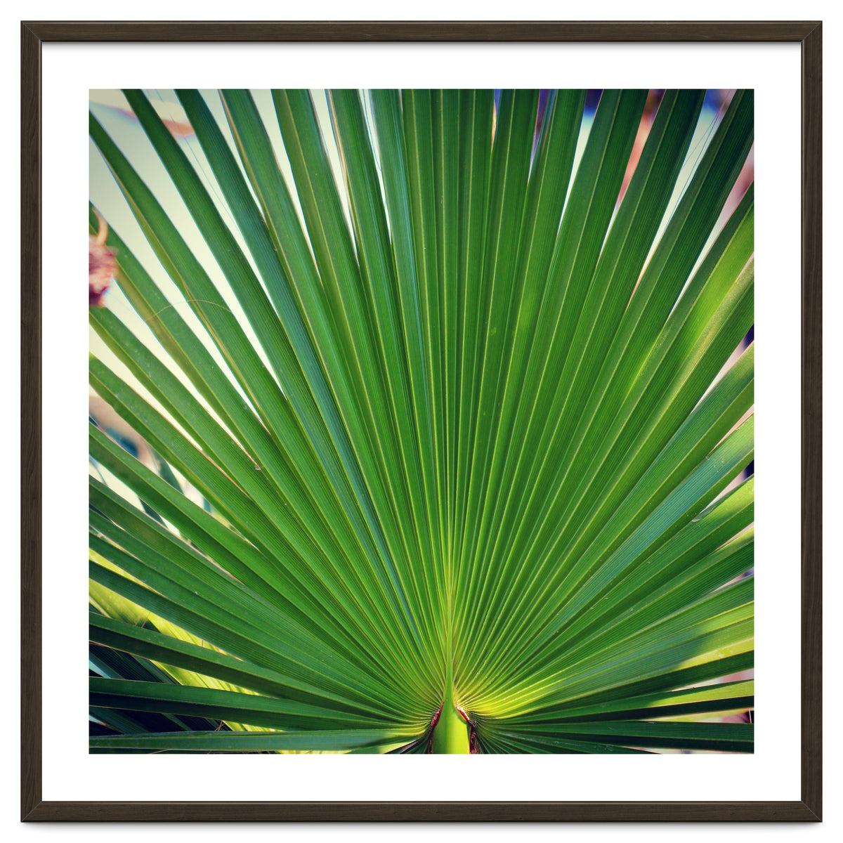 palm leaf