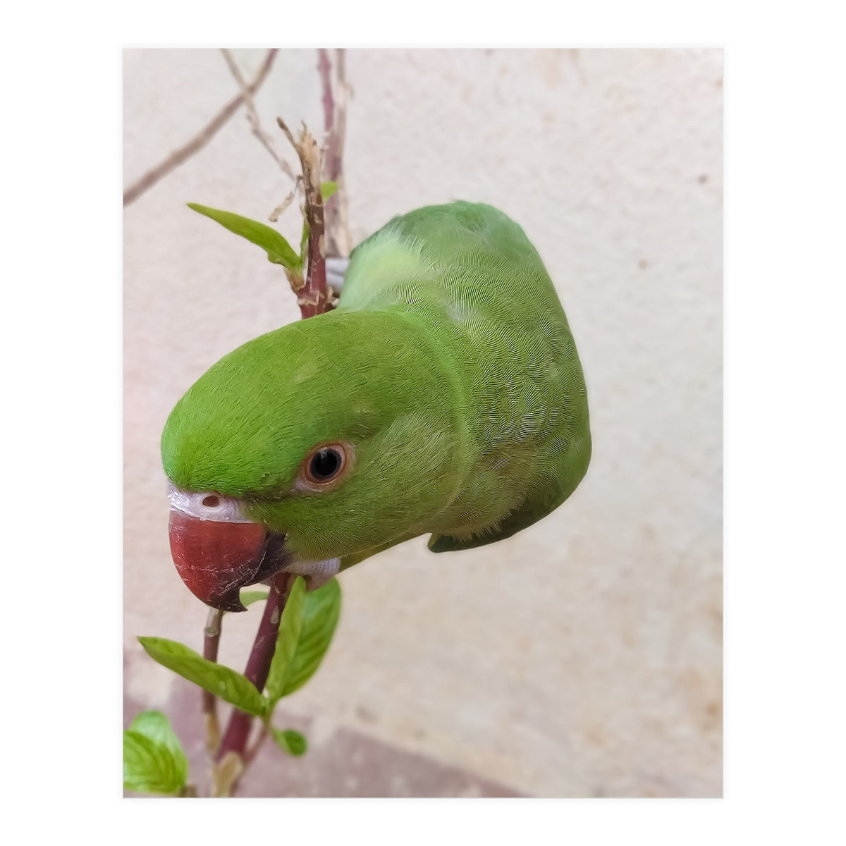 Cute Parrot (Print Only)
