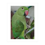 Lucky Indian Parakeet (Print Only) thumbnail