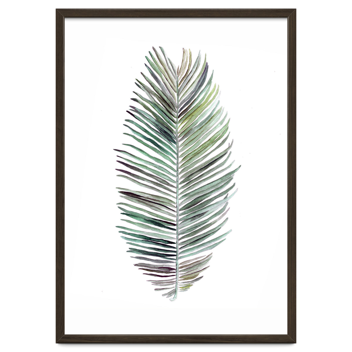 Botanical Illustration Cocos Palm
