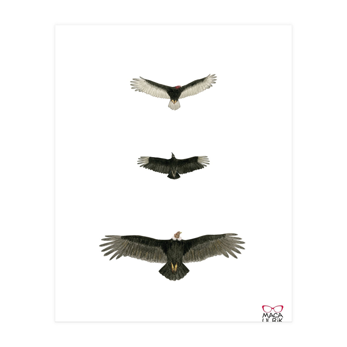 Cathartidae (Print Only)