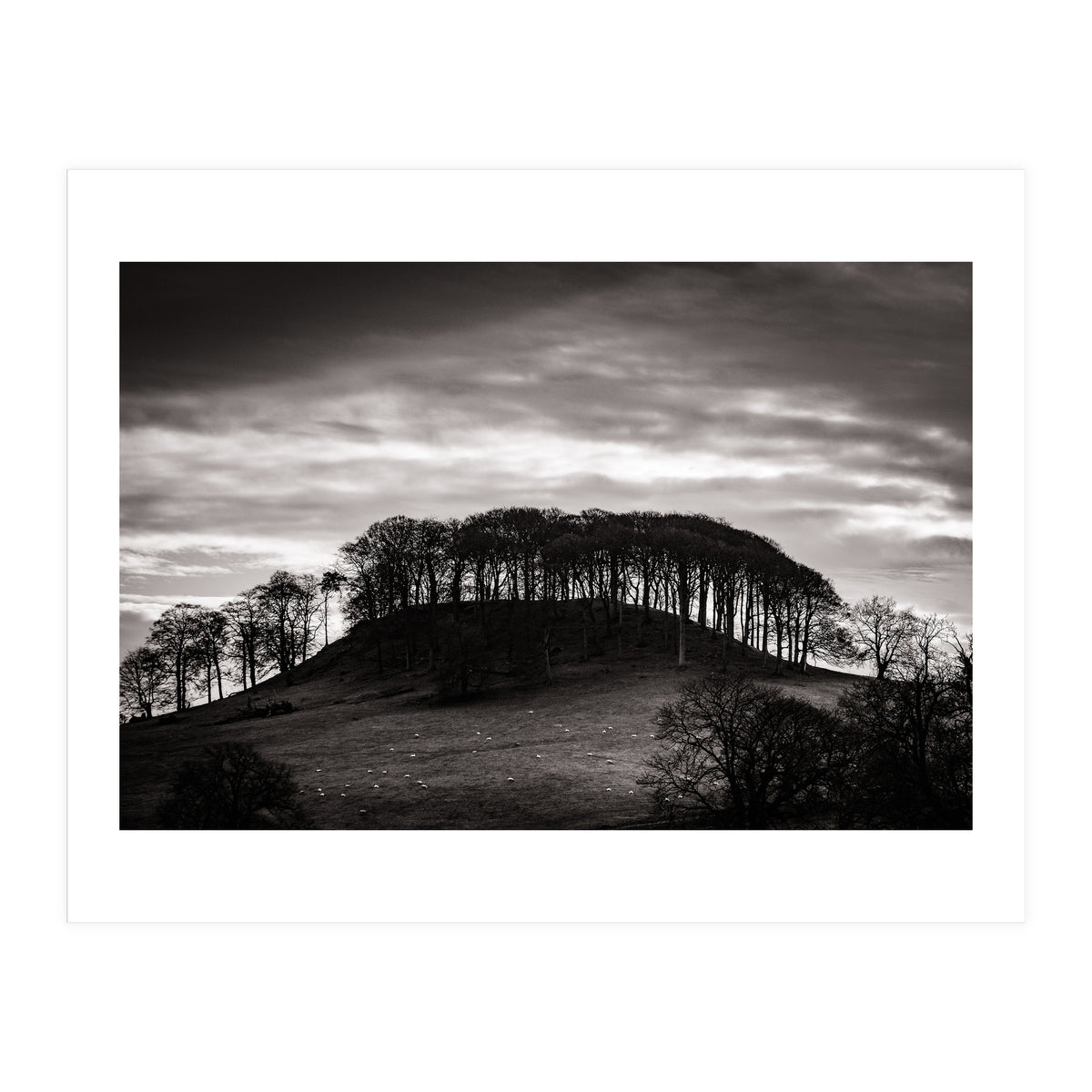 Trees in Silhouette (Print Only)