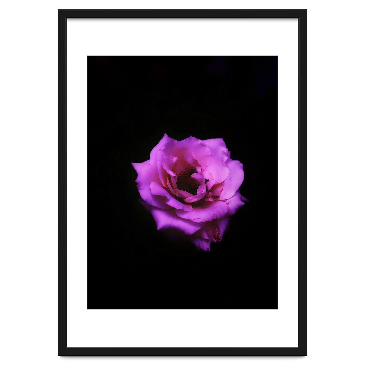 PINK ROSE IN DARK SPACE