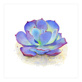 Blue Echeveria Succulent (Print Only) thumbnail