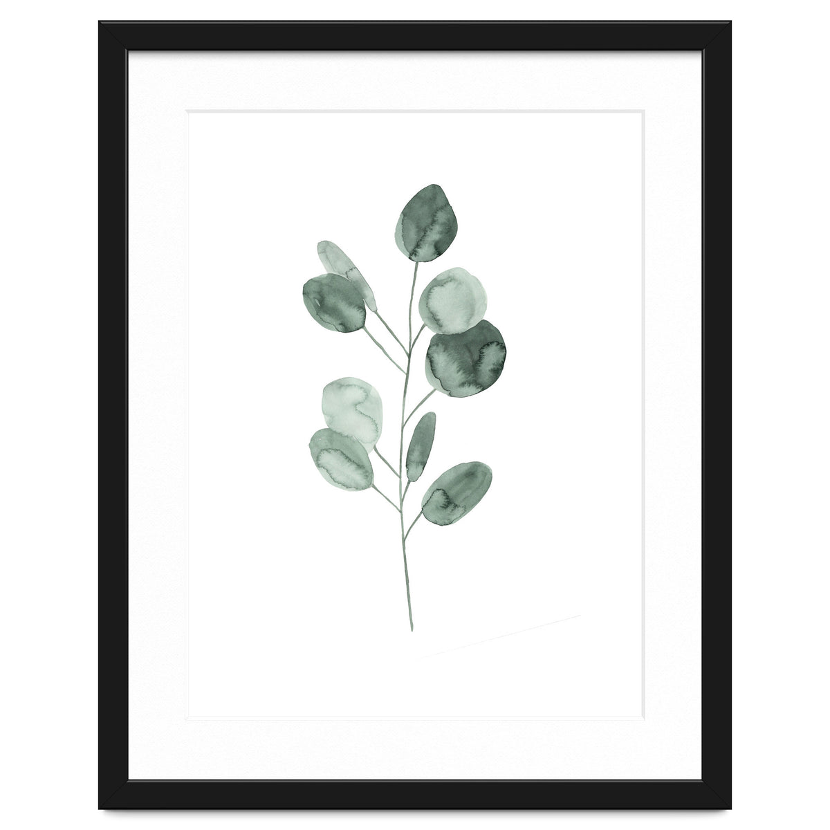 Botanical Illustration Eukalyptus2