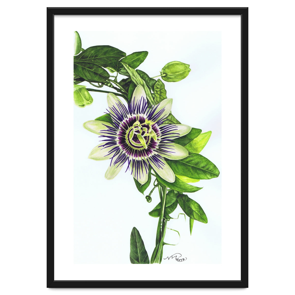 Passion Flower