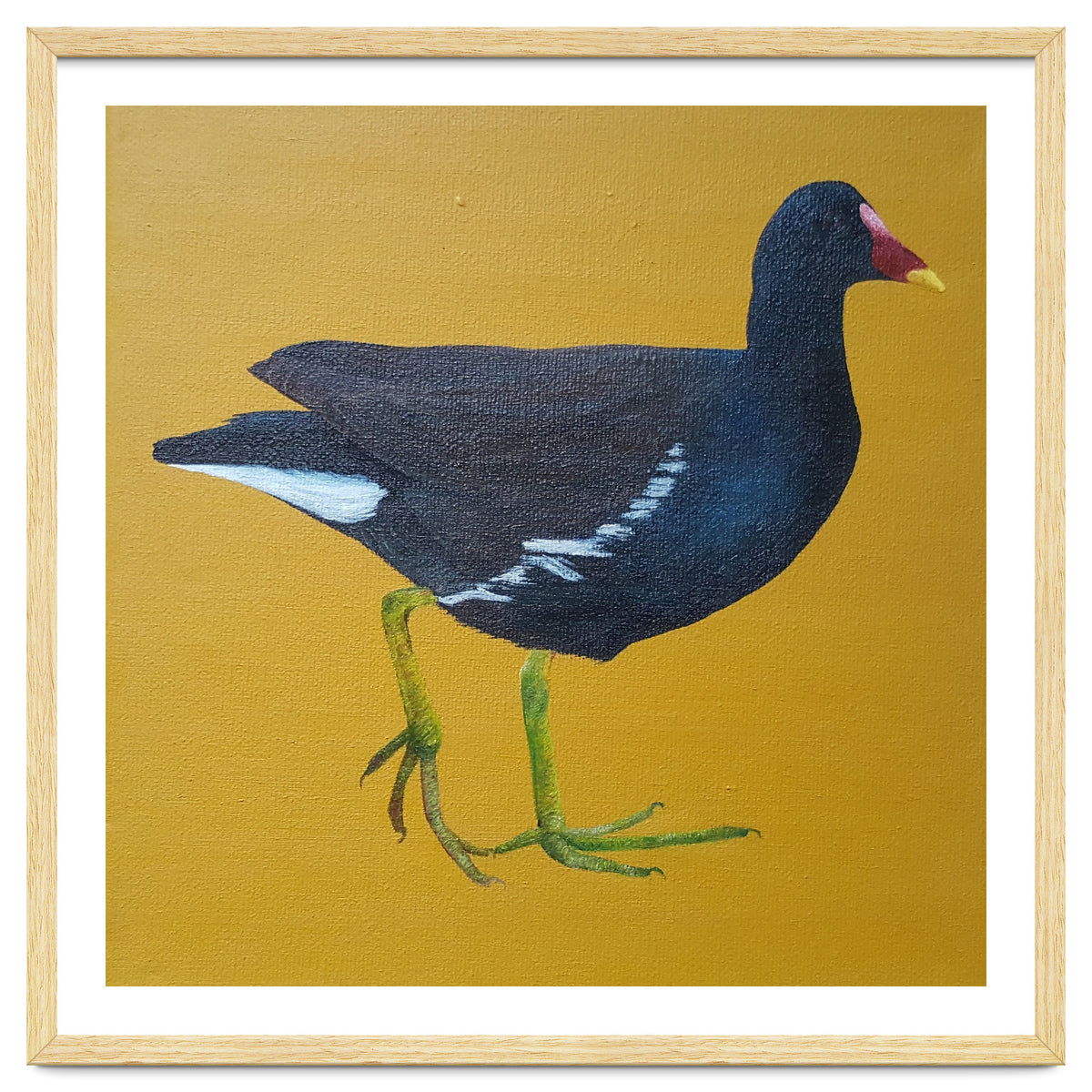 Moorhen