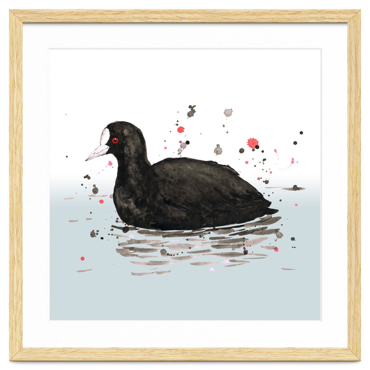 Common coot