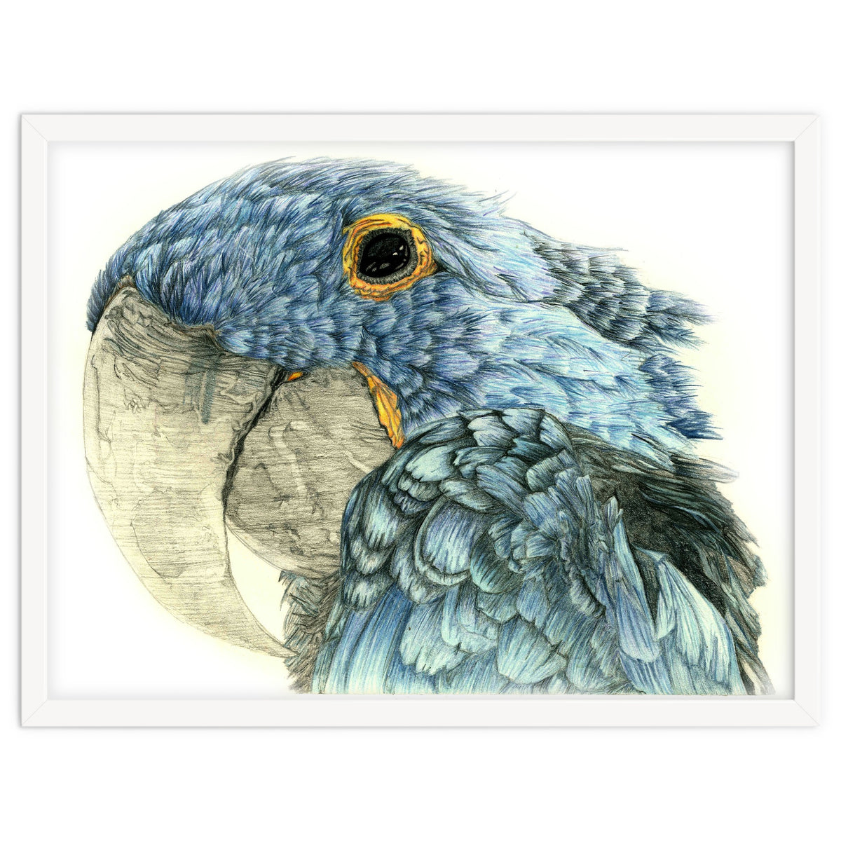 Blue Parrot