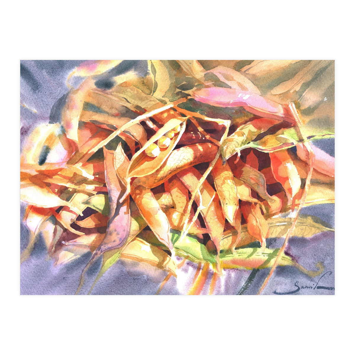 Bean Pods  (Print Only)