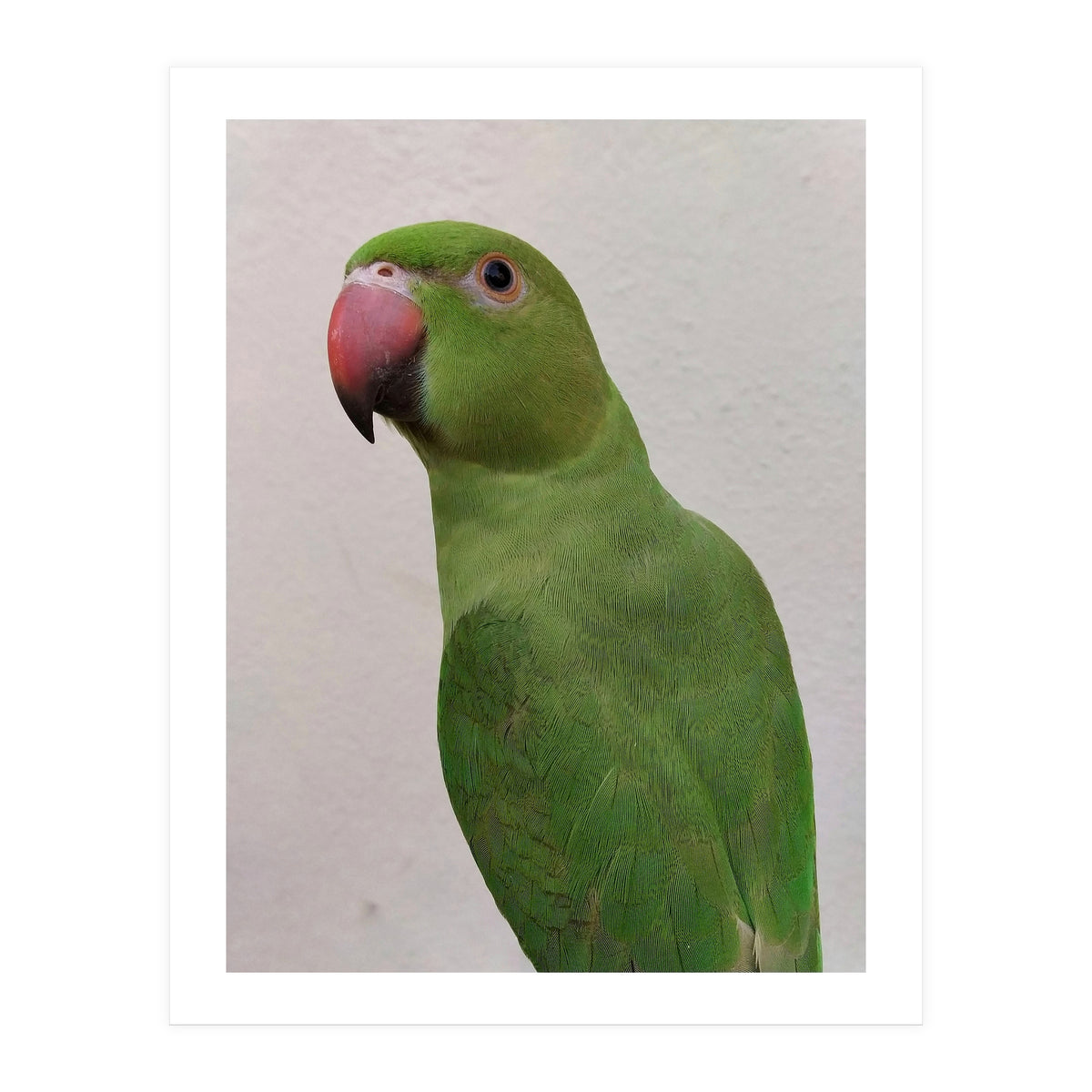 Cute Indian Parakeet (Print Only)