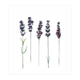 Botanical Illustration Lavender (Print Only) thumbnail