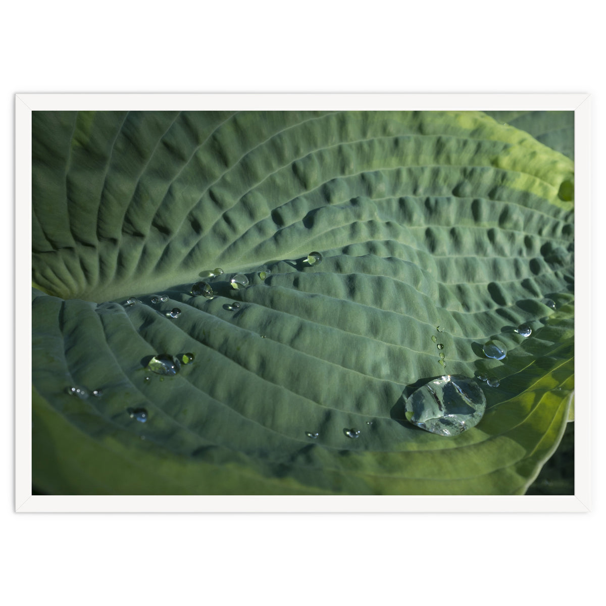 Hosta With Raindrops