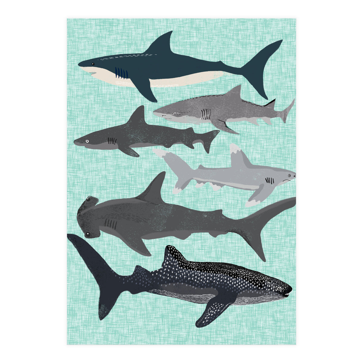 Sharks (Print Only)
