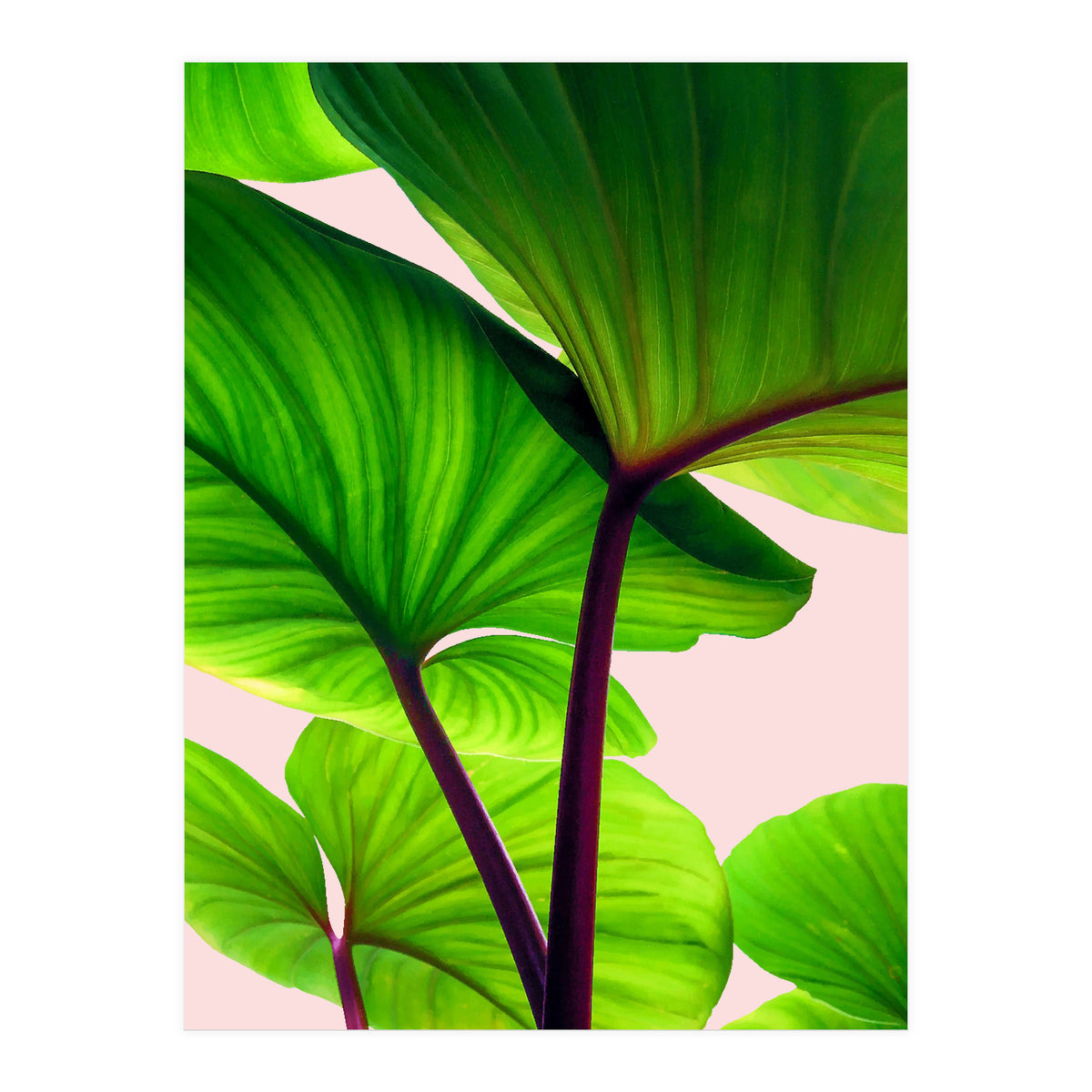 Charming Sequence (Print Only)