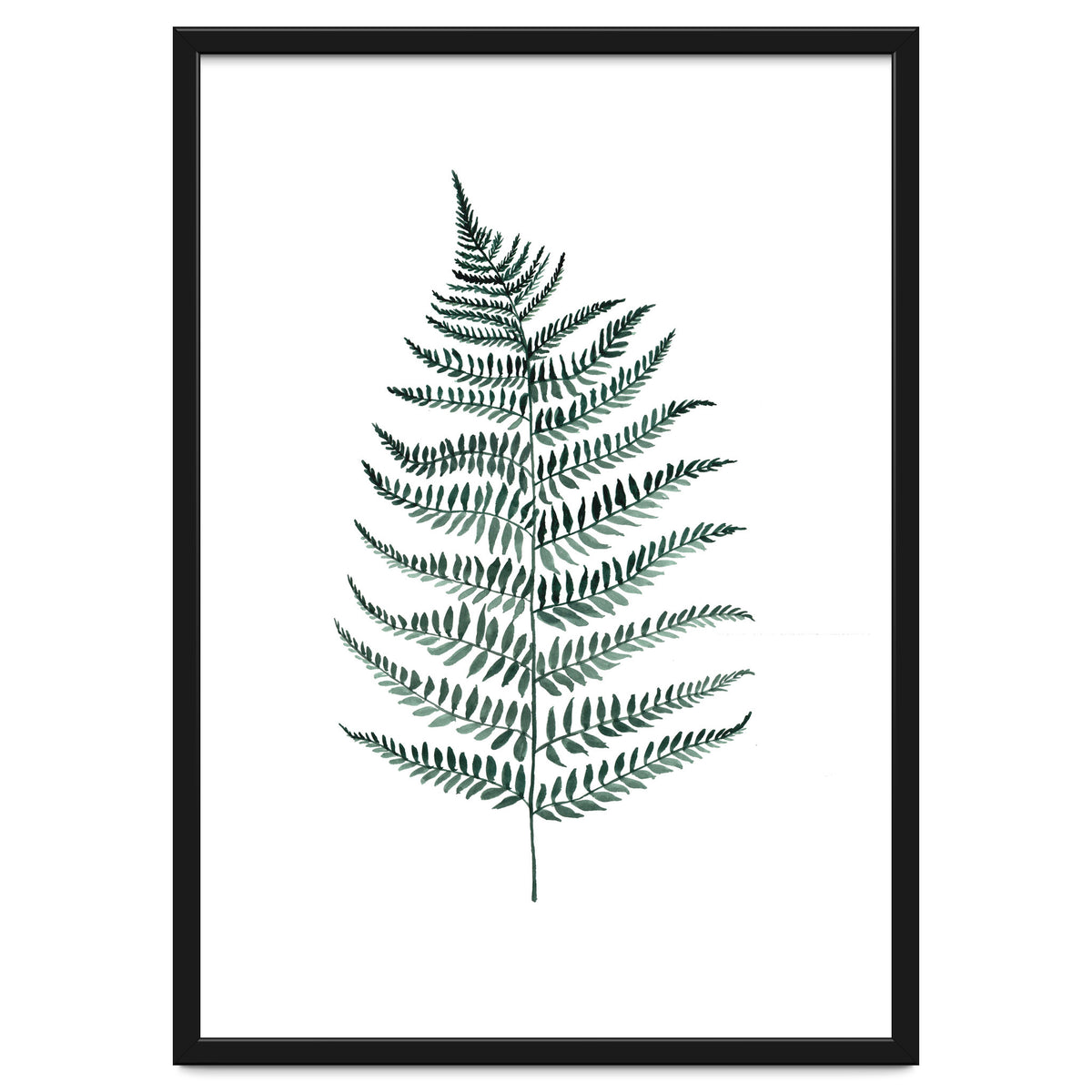 Botanical Illustration Silverfern