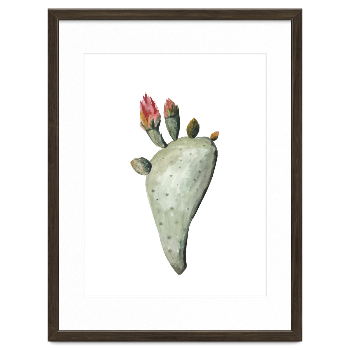 Botanical Illustration Cactus Flowers