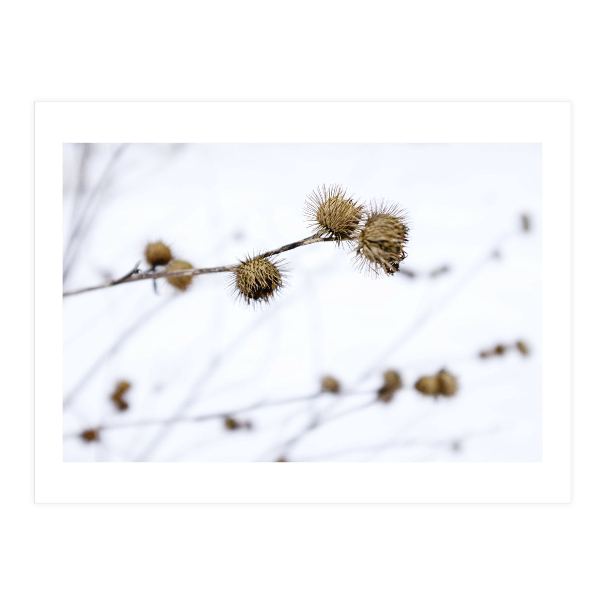 Winter Thistles (Print Only)