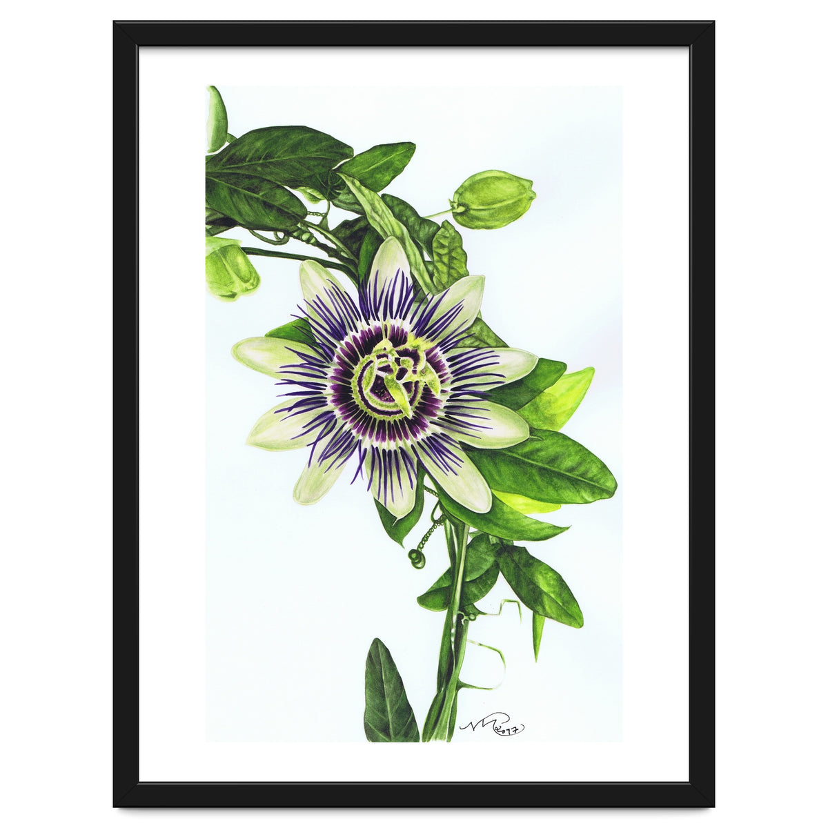 Passion Flower