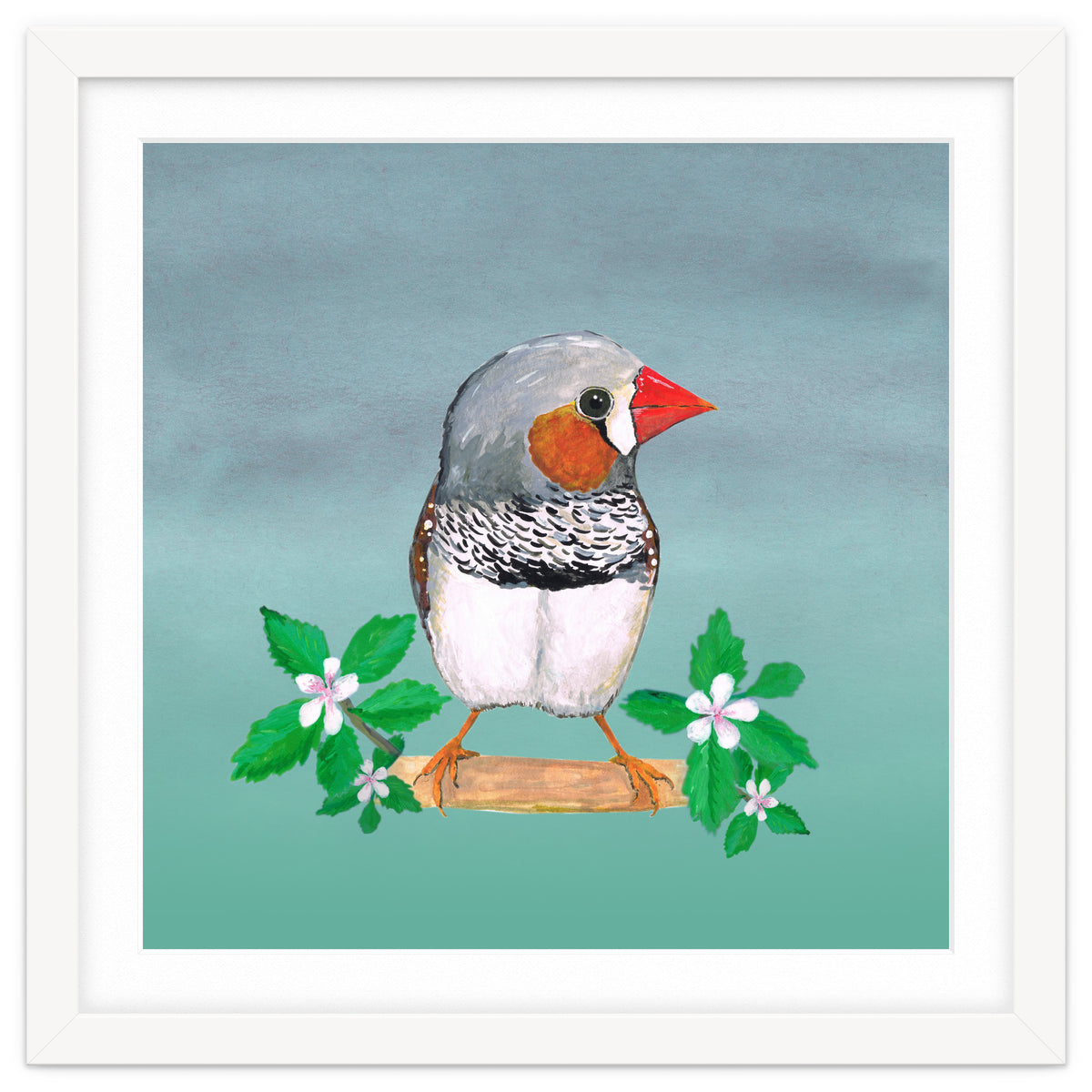 Zebra finch