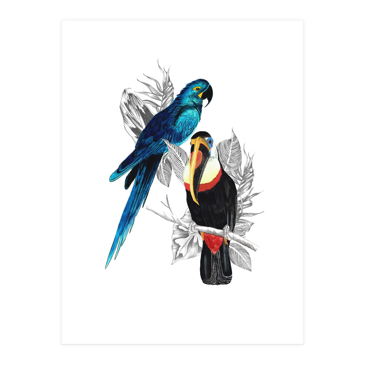 The Toucan and the Parrot (Print Only)