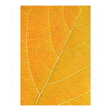 Autumn Leaf (Print Only) thumbnail
