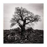 Gnarled Tree (Print Only) thumbnail