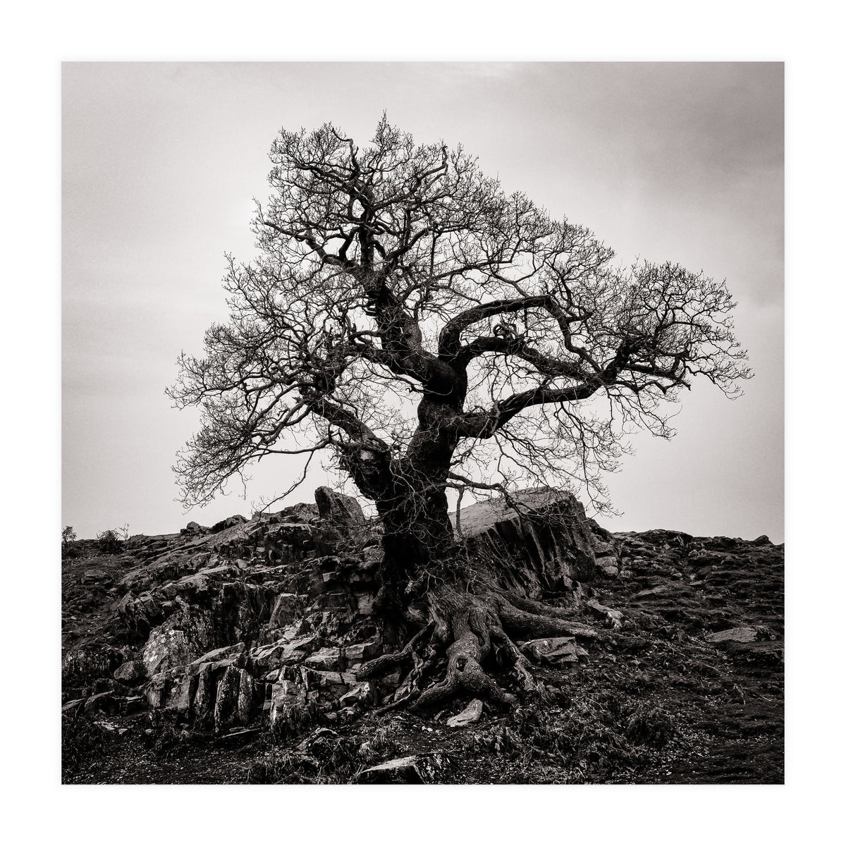 Gnarled Tree (Print Only)