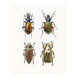 Cc Insects 09 (Print Only) thumbnail