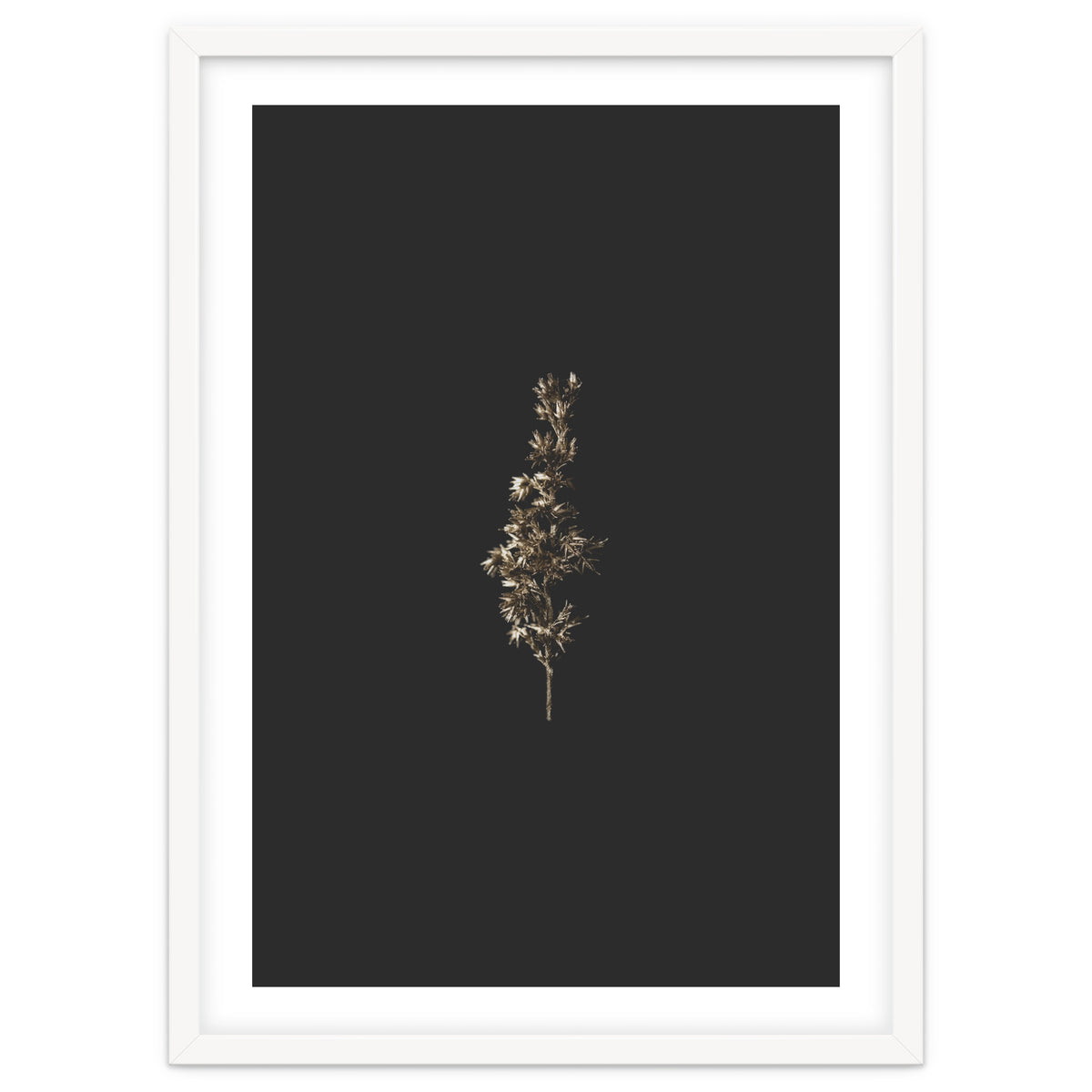 Gold Rush Botanicals